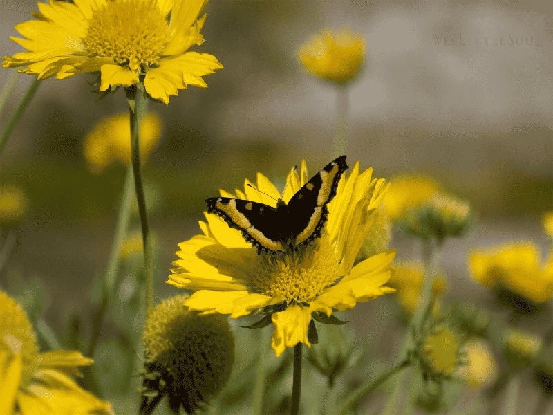 试管对于宫外孕史（乙肝试管肝衰竭）——